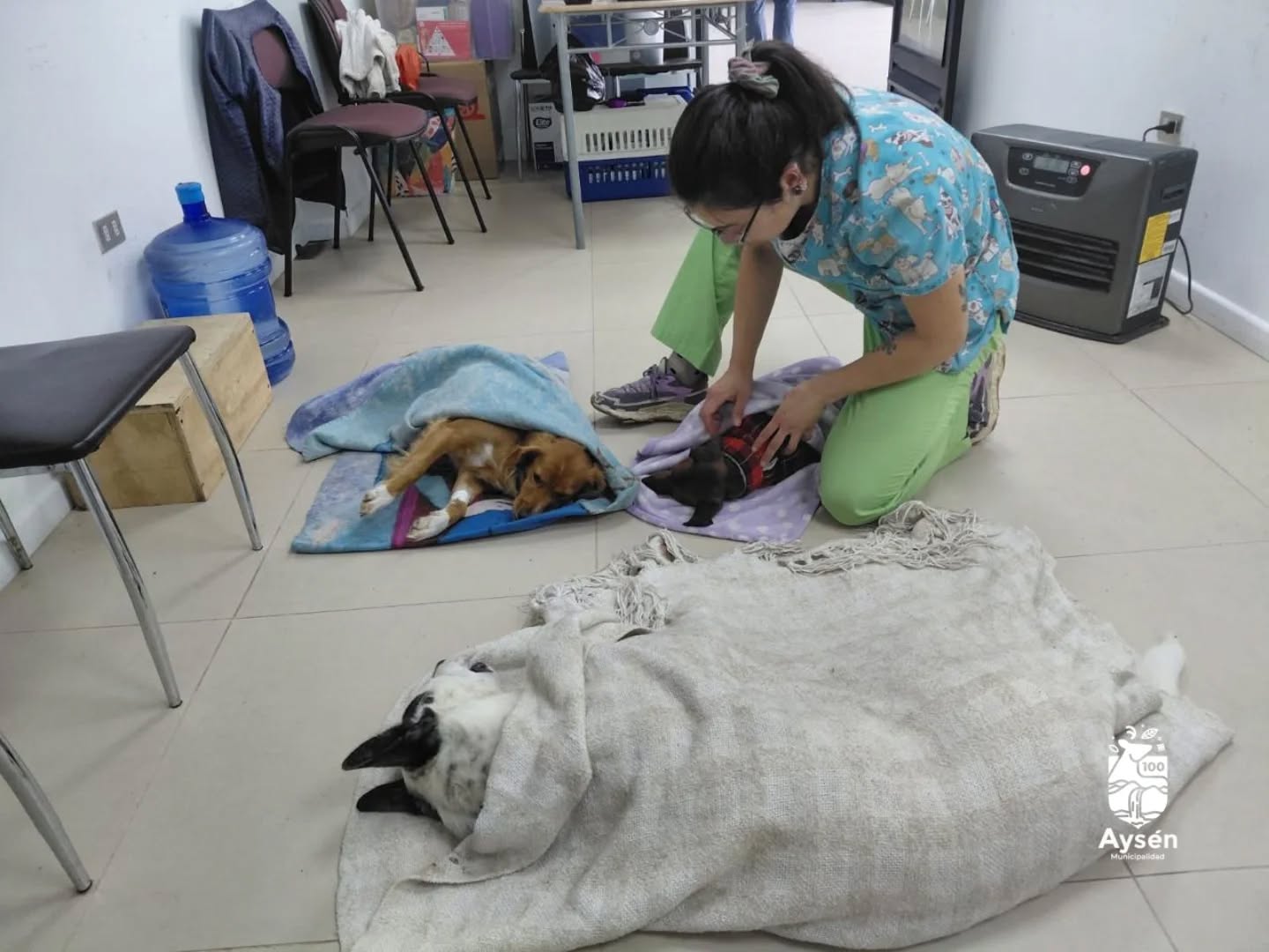 Operativo gratuito de esterilización y chipeo de mascotas llega a Puerto Aysén