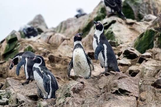 34 decretos ambientales en retardo: el pingüino de Humboldt y otros ecosistemas quedan en limbo por la demora gubernamental